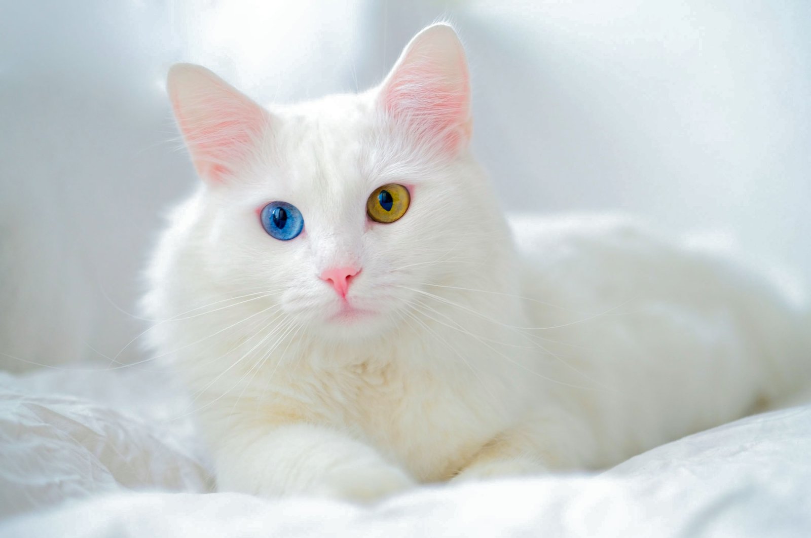 The Most Adorable Big Eyed Cat Breeds On The Internet