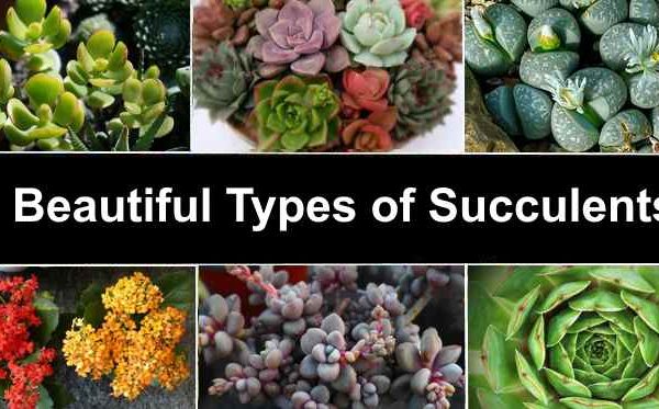 7 kinds of succulents that are renowned throughout the World