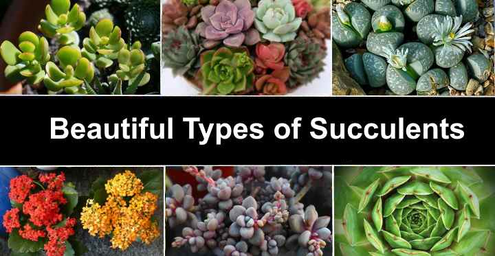 7 kinds of succulents that are renowned throughout the World