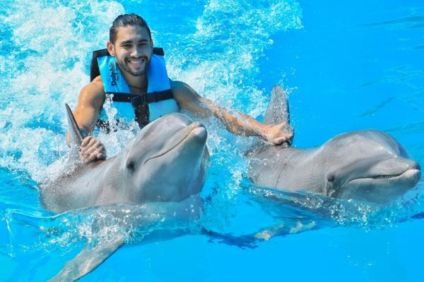 dolphins make best friends