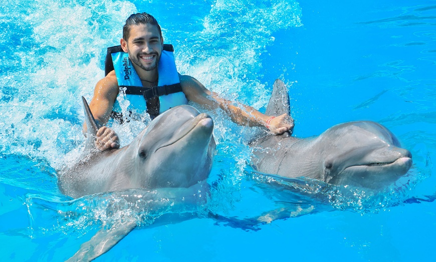 dolphins make best friends