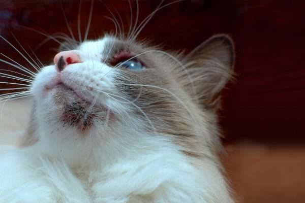 What Feline Acne Looks Like, Causes, And Treatment