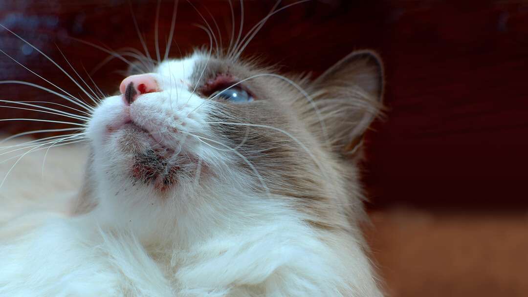 What Feline Acne Looks Like, Causes, And Treatment
