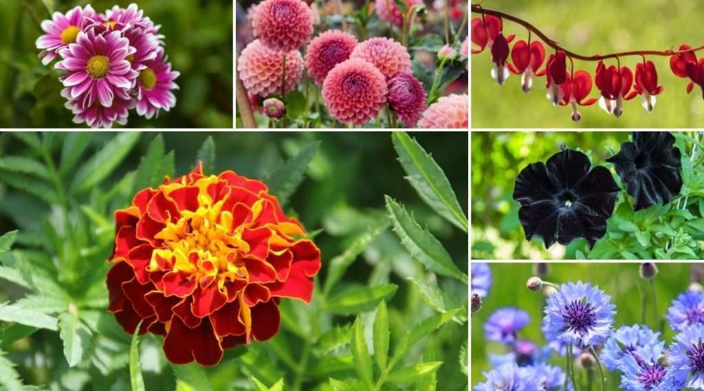 The Different Meanings Behind Different Types of Flowers Magazine Valley