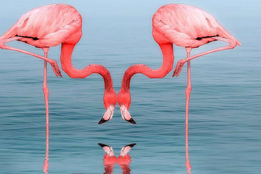 flamingo flying