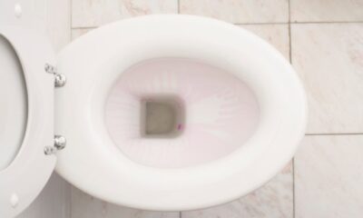 Toilet Seat for Sterling Toilets