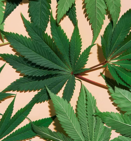 Marijuana