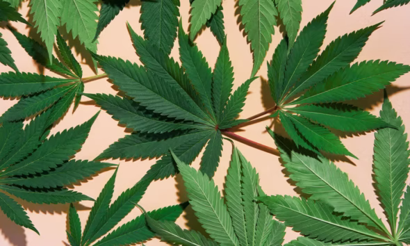 Marijuana