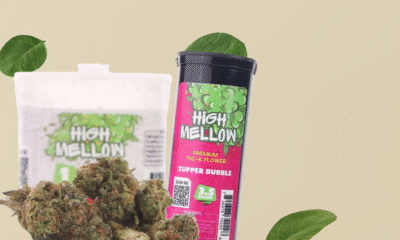 Sour Jack Strain