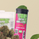Sour Jack Strain