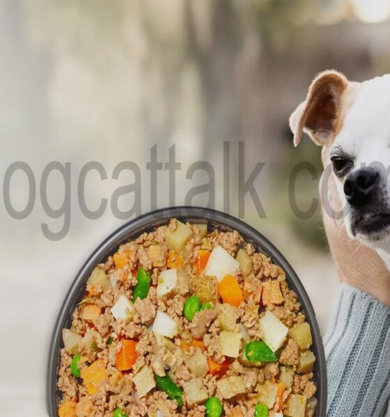 Your Complete Guide to DogCatTalk.com