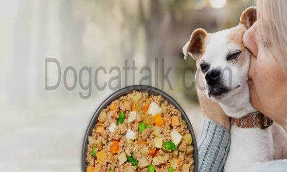 Your Complete Guide to DogCatTalk.com