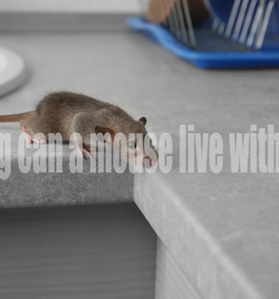 How Long Can a Mouse Live Without Food? The Science Behind Survival