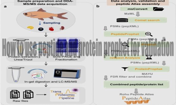 How to use peptide and protein prophet for validation