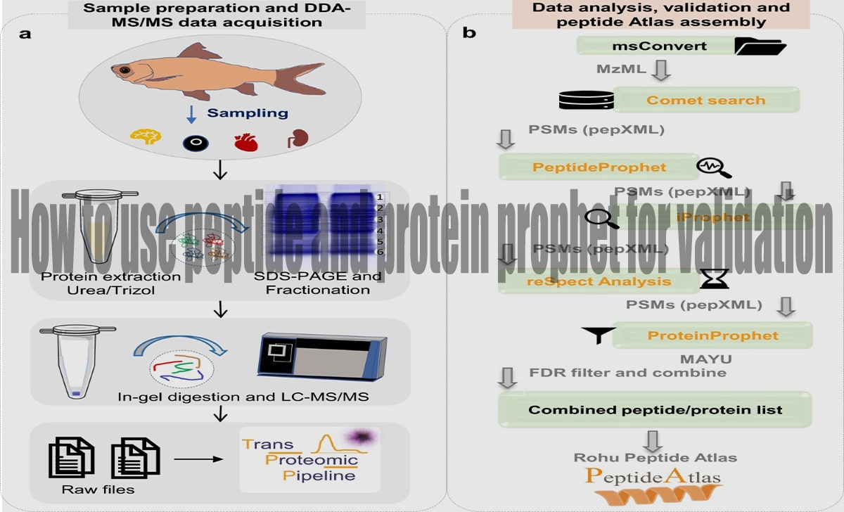 How to use peptide and protein prophet for validation