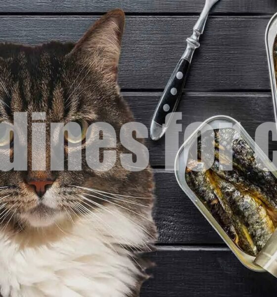 Can sardines for cats? A Complete Guide for Pet Parents