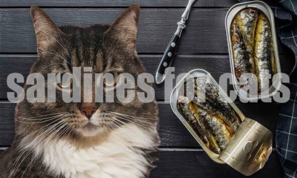 Can sardines for cats? A Complete Guide for Pet Parents