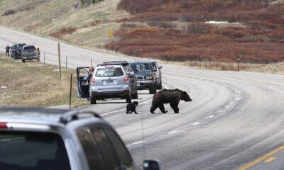 Bear-wise practices togwotee pass: Your Safety Guide