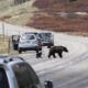 Bear-wise practices togwotee pass: Your Safety Guide