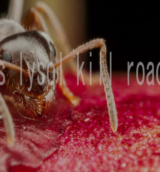 Does Lysol Kill Roaches? The Truth About This Common Household Hack
