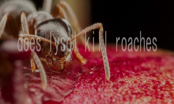 Does Lysol Kill Roaches? The Truth About This Common Household Hack
