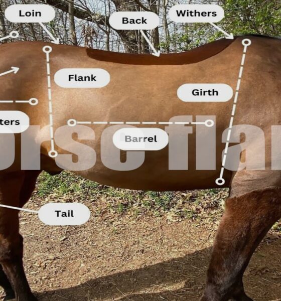 Horse Flank: Essential Guide to Anatomy, Care, and Health