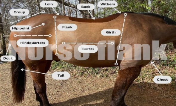 Horse Flank: Essential Guide to Anatomy, Care, and Health