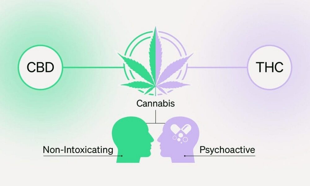 THC Shooters vs. CBD Shots: What’s the Difference?