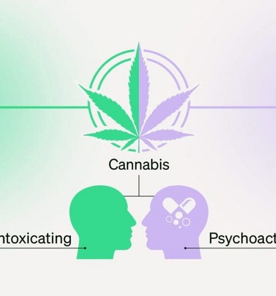 THC Shooters vs. CBD Shots: What’s the Difference?
