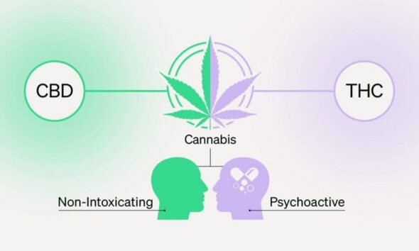 THC Shooters vs. CBD Shots: What’s the Difference?