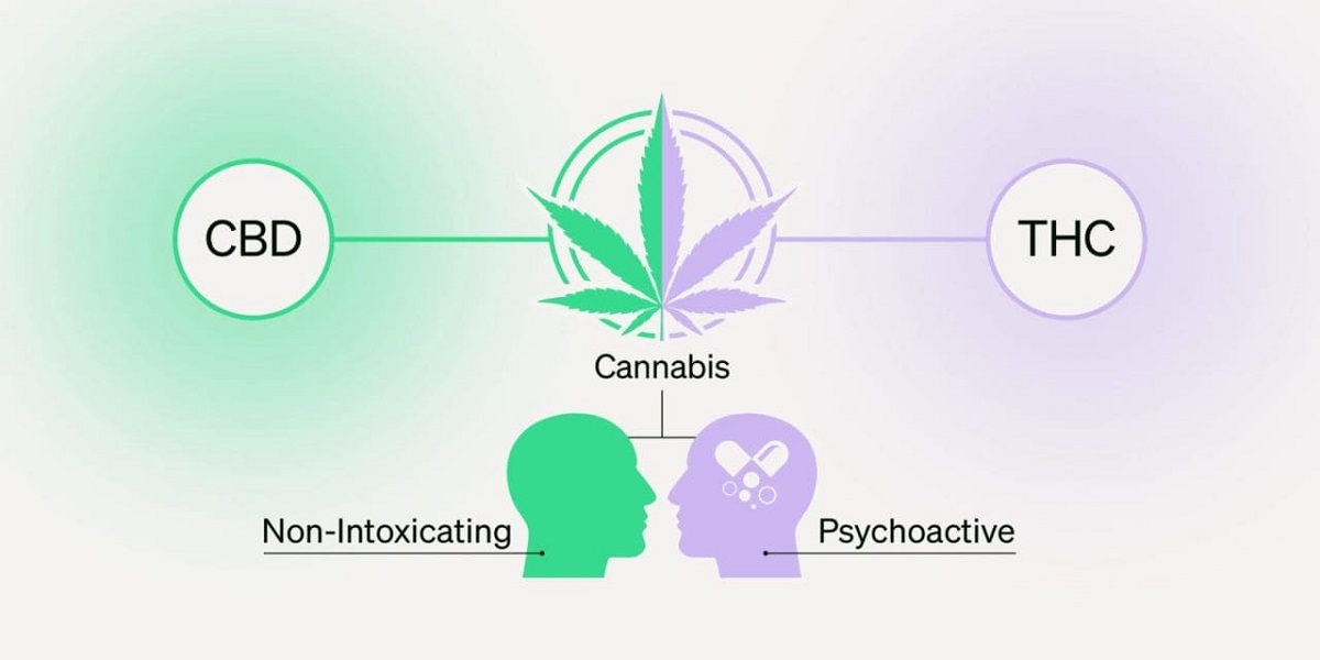 THC Shooters vs. CBD Shots: What’s the Difference?